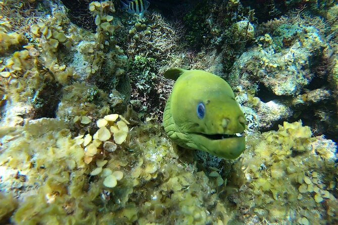 Private Charter 32ft Express Cruiser. Stingay City, Coral Reef Snorkeling - Alcohol and Lunch