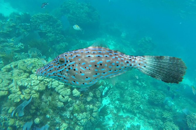 Private Charter 32ft Express Cruiser. Stingay City, Coral Reef Snorkeling - Customer Feedback