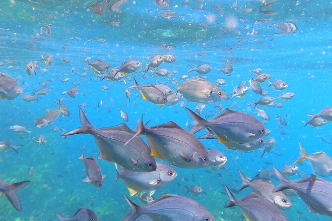 Private Charter 8 Hour Snorkel and Paddleboard the Poor Knights - 1 to 12 People - Benefits of the Private Charter