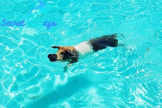 Private Charter for Snorkeling, Swimming Pigs, Turtles & Fishing.... - Fishing Opportunities and Turtle Sightings