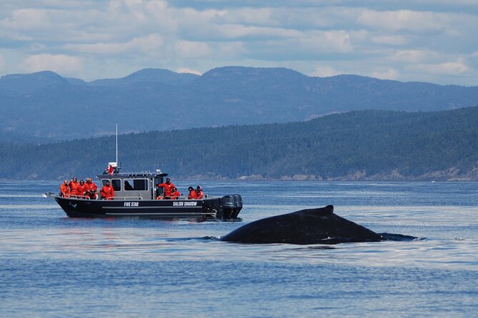Private Charter - Marine Adventure and Whale Watching - Transportation Details