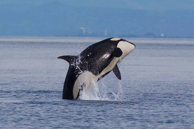 Private Charter - Marine Adventure and Whale Watching - Meeting Point Instructions