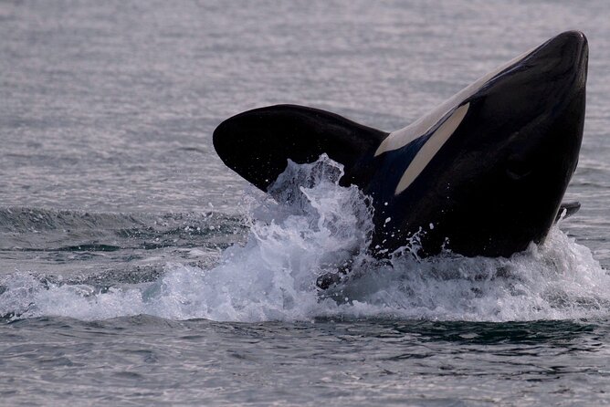 Private Charter - Marine Adventure and Whale Watching - Accessibility and Fitness Requirements