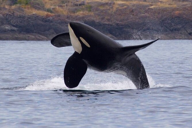 Private Charter - Marine Adventure and Whale Watching - Booking and Confirmation