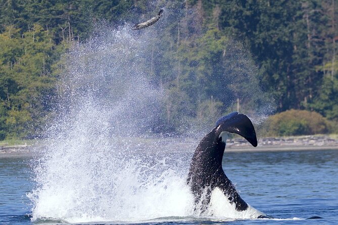 Private Charter - Marine Adventure and Whale Watching - Tour Experience