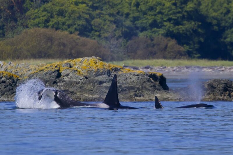 Private Charter - Marine Life and Whale-Watching Boat Tour - Pricing and Reservation