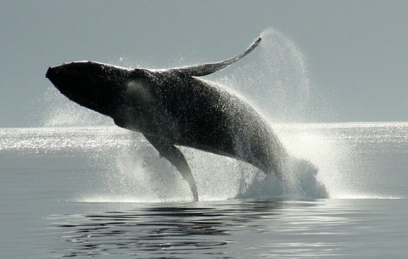 Private Charter - Marine Life and Whale-Watching Boat Tour - Experience Highlights