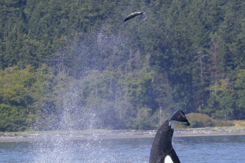 Private Charter - Marine Life and Whale-Watching Boat Tour - Included Amenities