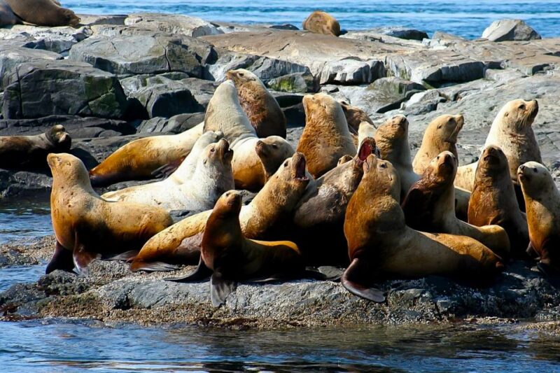 Private Charter - Marine Life and Whale-Watching Boat Tour - Participant Restrictions