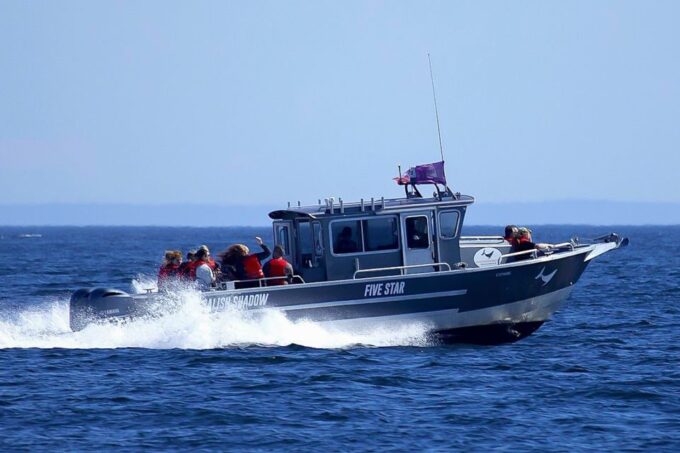 Private Charter - Marine Life and Whale-Watching Boat Tour - Meeting Information