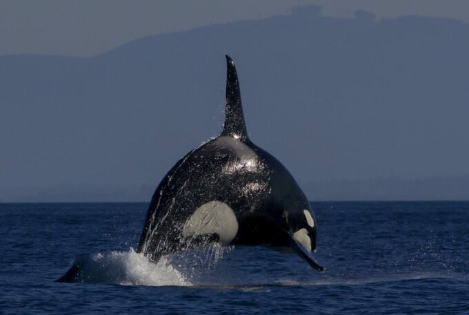 Private Charter - Marine Life and Whale-Watching Boat Tour - Duration and Location