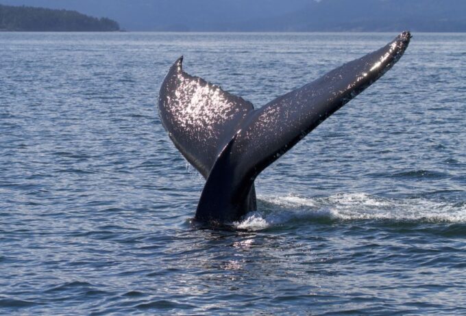Private Charter - Marine Life and Whale-Watching Boat Tour - Maximum Participants