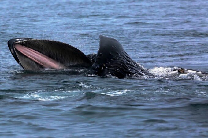 Private Charter - Marine Life and Whale-Watching Boat Tour - Frequently Asked Questions