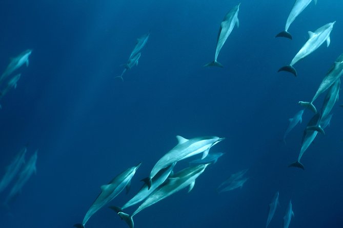 Private Charter Maui ECO Snorkel Tour With Sea Scooters - Frequently Asked Questions