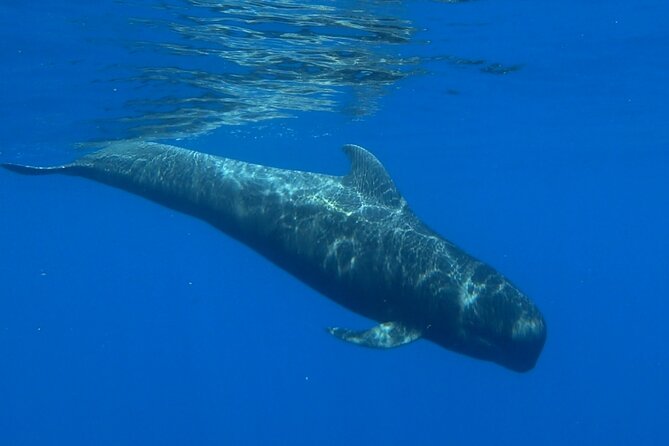 Private Charter Ocean Safari - Safety Considerations