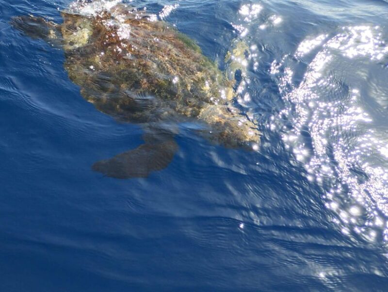 Private Charter Private Charter to See the Whales - 2 Hours - Underwater Exploration
