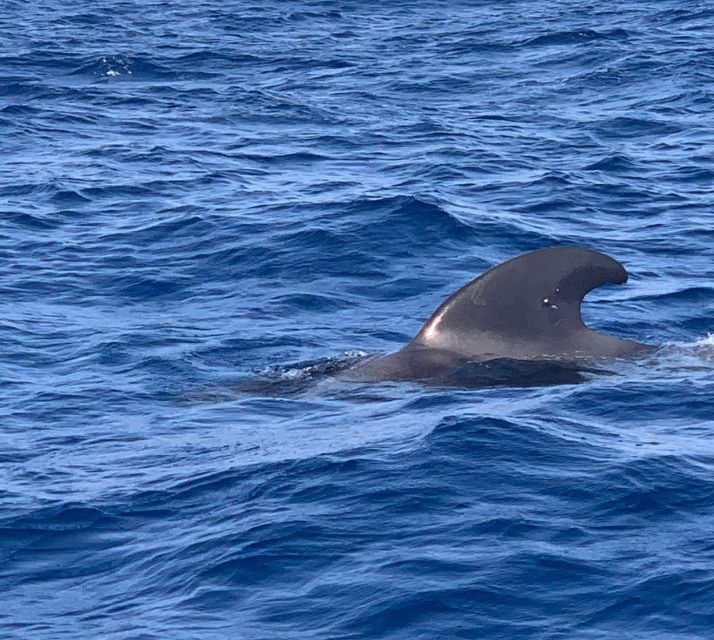 Private Charter Private Charter to See the Whales - 3 Hours - Complimentary Refreshments Onboard