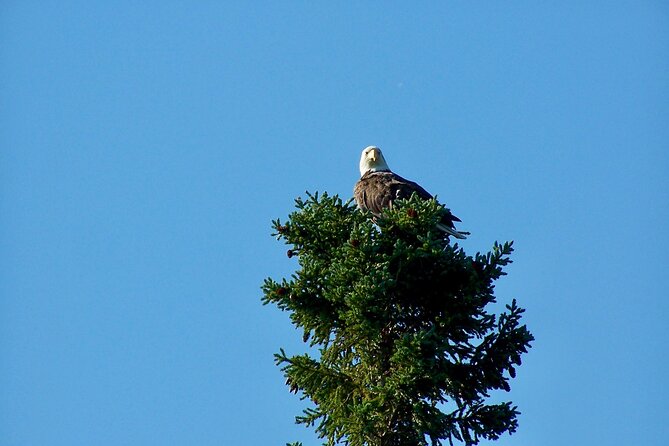 Private Charter Scenic Sea Bird Excursion for Cruise Passengers - Pricing and Group Details