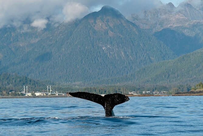 Private Charter Scenic Sea Bird Excursion for Cruise Passengers - Meeting and End Point Information