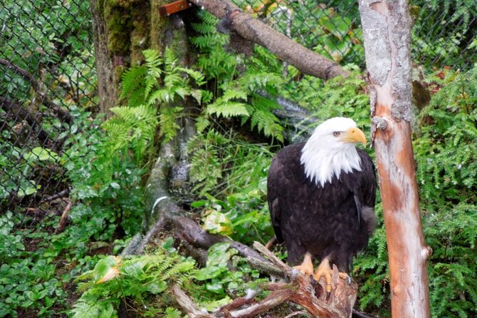 Private Charter Scenic Sea Bird Excursion for Cruise Passengers - Health and Accessibility Considerations