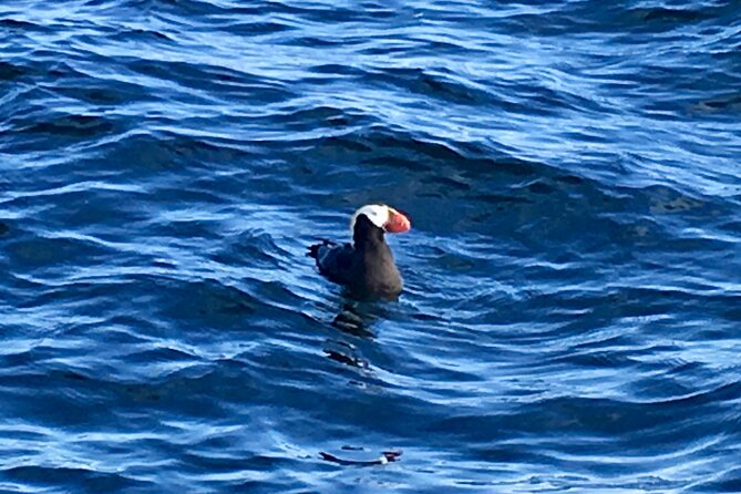 Private Charter Scenic Sea Bird Excursion for Cruise Passengers - Frequently Asked Questions