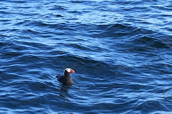 Private Charter Scenic Wildlife Excursion for Cruise Passengers - Customer Feedback