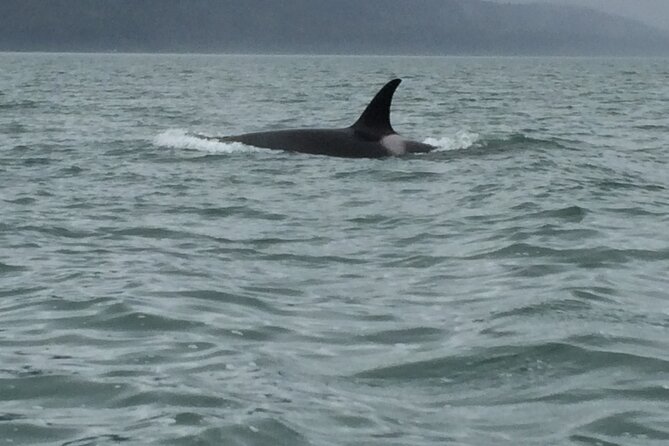 Private Charter Scenic Wildlife Excursion for Cruise Passengers - Highlights of the Excursion