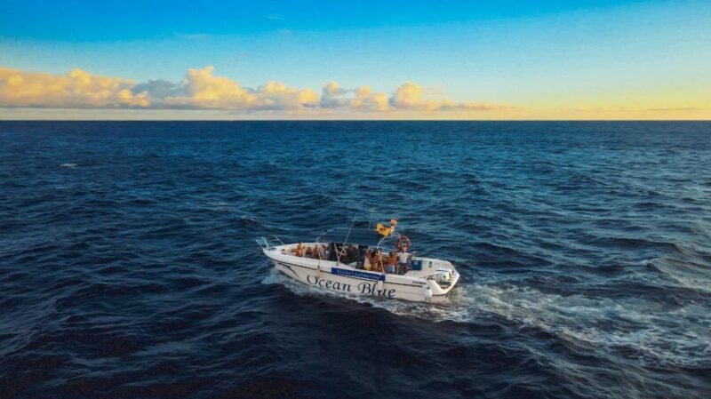 Private Charter to See the Whales - 5 Hours - Key Points