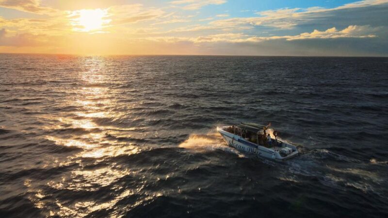Private Charter to See the Whales - 5 Hours - Inclusions and Highlights