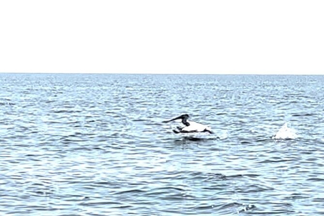 Private Charters on Saginaw Bay for Fishing or Birdwatching - Saginaw Bays Natural Wonders