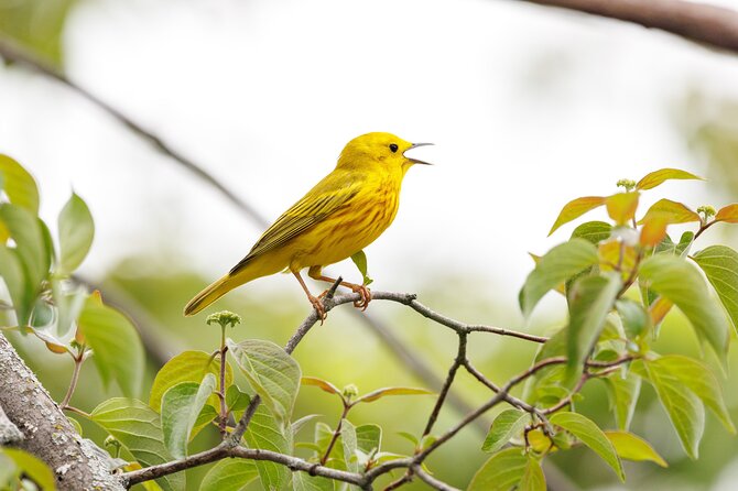 Private Charters on Saginaw Bay for Fishing or Birdwatching - Unforgettable Experiences on the Water
