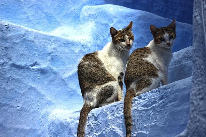 Private Chefchaouen Day Trip From Fez - Transportation and Pickup Details