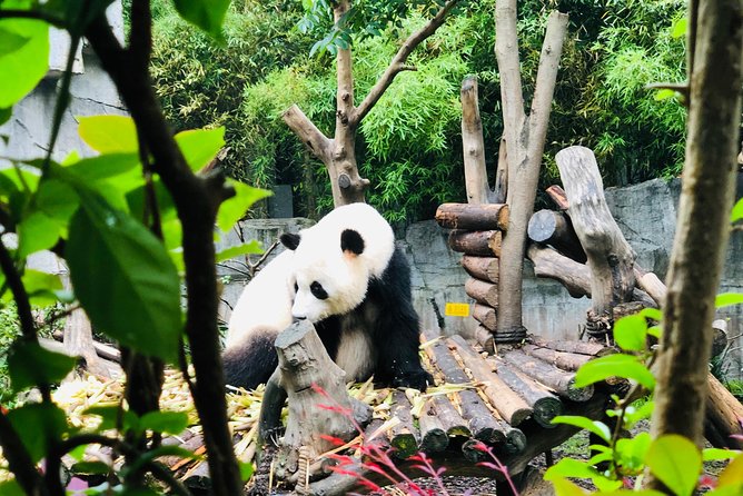 Private Chengdu City Highlight Day Tour - Tour Participation