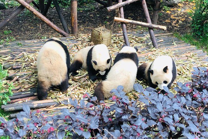 Private Chengdu City Highlight Day Tour - Pricing and Booking