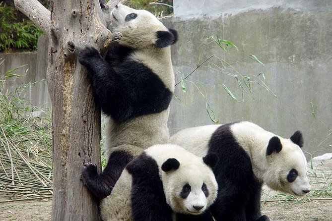 Private Chengdu Day Tour: Giant Pandas and Jinsha Site Museum - Highlights of the Day