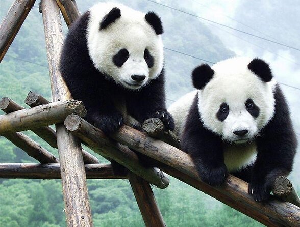 Private Chengdu Highlights Day Trip Review - Key Points