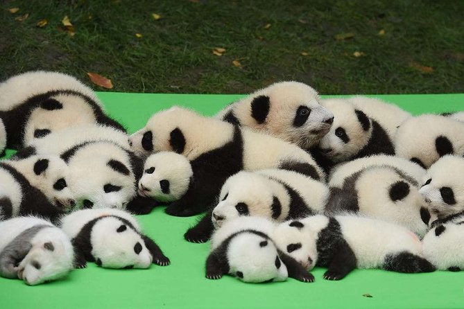 Private Chengdu Highlights Day Trip Review - Pickup and Drop-off