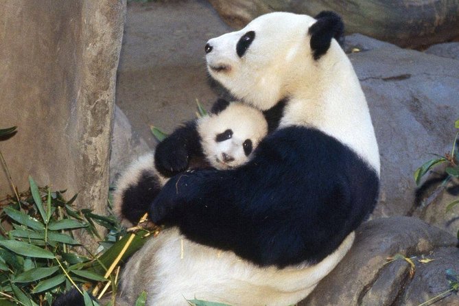 Private Chengdu Highlights Day Trip Review - Schedule and Confirmation