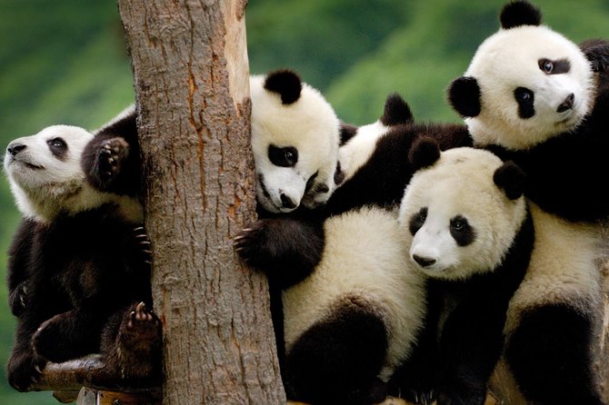 Private Chengdu Highlights Day Trip Review - Accessibility and Participation