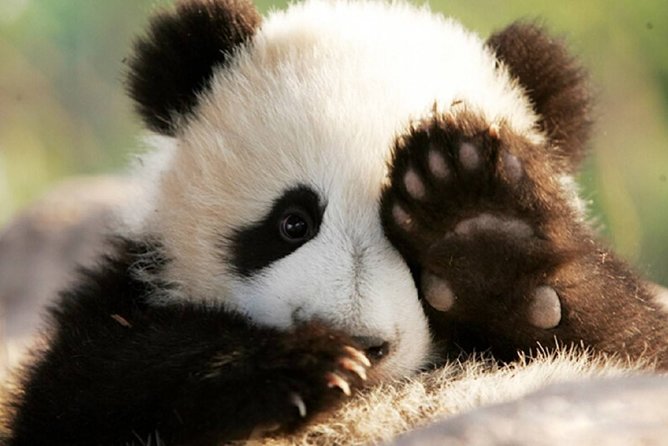 Private Chengdu Highlights Day Trip Review - Panda Base Visit