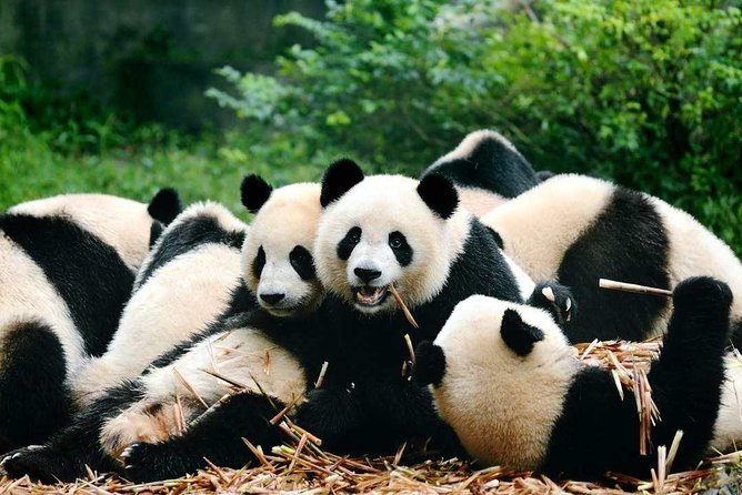 Private Chengdu Highlights Day Trip Review - City Highlights
