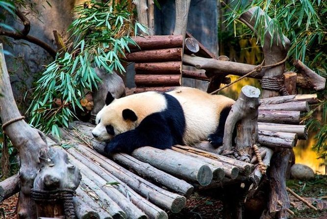 Private Chengdu Panda Breeding Center Day Trip With From Xian By Bullet Train - Inclusions