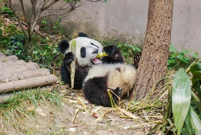 Private Chengdu Panda Breeding Center Day Trip With From Xian By Bullet Train - Chengdu Panda Breeding Center