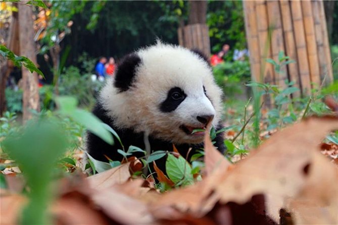 Private Chengdu Panda Breeding Center Day Trip With From Xian By Bullet Train - Private Guide and Transportation