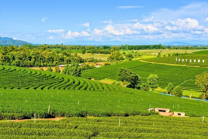 Private Chiang Rai Day Trip with Golden Triangle from Chiang Mai - The Sum Up
