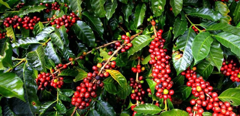 Private Chocolate or Coffee Tour of Huayopata in 2 Days - Scenic Crossing