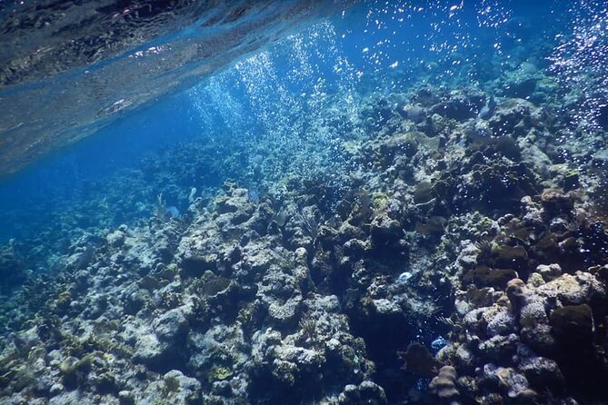 Private Chocolate & Rumfactory Tour Snorkeling CoralReef WestEnd - Relaxation at West Bay Beach