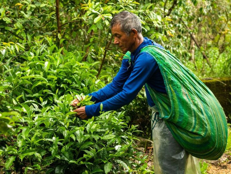 Private Chocolate Tour in Huayopata - Itinerary Details