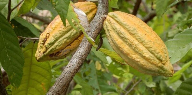 Private Chocolate Tour in Huayopata - Travel Logistics