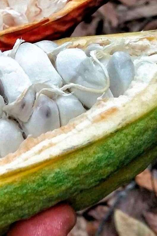 Private Chocolate Tour in Huayopata - Cocoa and Chocolate Tasting